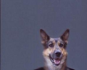 Hundehoved af Morten Ramsland